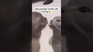 top singko kucing#memes #meme #viral #funny #ngakak #lucu #shorts #shortvideo