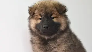 Chow Chow Dog Breed || Chow Chow Puppy || Chow Chow Kootu || Chow Chow Chiot || Dog Breed Facts