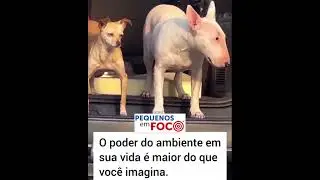 Ambiente molda