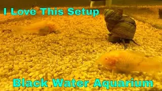 Amazon Black Water Aquarium