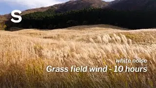 Wind in tall grass field | White Noise | Deep sleep Relaxation | 10 Hours | Somniful