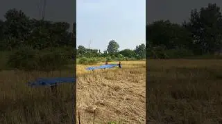 Final harvest day at farm #paddy #travel #organic #farming #rice