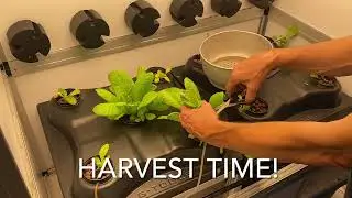 Grow box cultivation #4