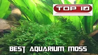 Top 10 Muschi in acquario