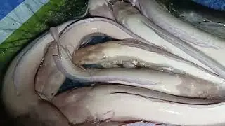 Thay nước cho hấm cá trê bạch tạng.