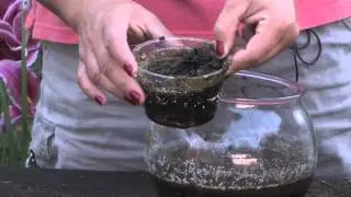 How to Care for Sundews