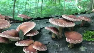 Выращивание грибов шиитаке (Lentinula edodes) &mdash; эликсир жизненной силы