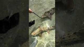 Feeding shark 🦈😀 - Port Stephens