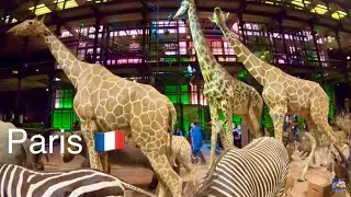 Gallery of Evolution  🇫🇷    Grande Galerie de l'&Eacute;volution  , PARIS    ♪🎶      Free Background Music