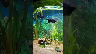 Dziś Pokażę Wam Moje Akwaria  / Akwarystyka z Pasją.