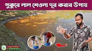 পুকুরে লাল শেওলা দূর করার উপায় | how to remove red algae in pond | হাইড্রো ক্লিয়ার