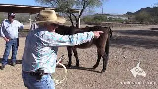 Easy Mistakes to Make Training Your Mule