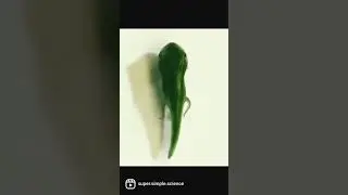 This Is How a Tadpole Transforms Into A Frog | Metamorphosis | Science | Biology NEET