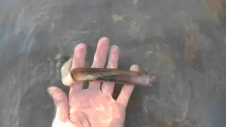 Razor clam swimming, Plum Island Sound, Massachusetts 3)
