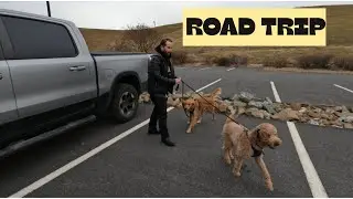 وصلت ديلاوير 🇺🇸 | Road Trip Part 2 &ndash; من كندا إلى أمريكا 🚗🐶
