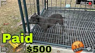 500$ за микро-булли&hellip;