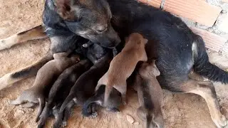 Feeding poor mother dog after giving birth 7 days - Rescue family puppies