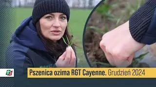 Pszenica ozima RGT Cayenne 🌾🚘 Stan plantacji grudzień 2024 | Pszenica ozima hodowli RAGT #pszenica