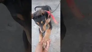 desi dog training 😮#desidog #training #kunalyadavfaimlyvlogs #foryou