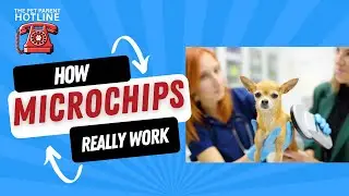 How Pet Microchips Really Work: Expert Answers From a Microchip Veterinarian