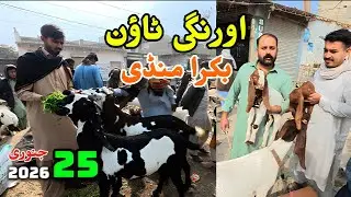 Nishan-e-Haider Bakra Mandi | Qurbani Bakra Eid 2026 | Bakra Mandi Fresh Update | Qurbani 2026