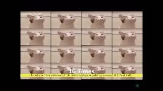 popCat meme compilation reaction
