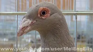 Pigeon Criador Lusitano - Exposition Avicole - Enquin-Lez-Guinegatte ( Enquin-les-Mines )