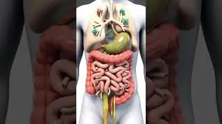 How our body look like from inside #Insidebody #stomachburn #intestine #largeintestine #lungs #virus