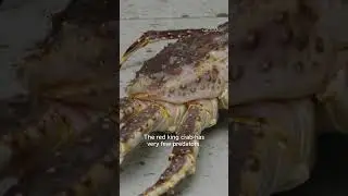Stalin's Red King Crab Army