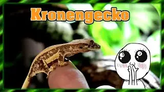 Ein neues Tierchen zum Jahresende - Der absolute Wahnsinn