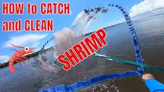 SHRIMP Catch and Clean.. How to Catch and Process your SHRIMP