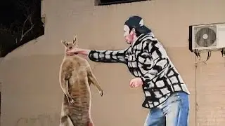 Man Who Punched Kangaroo That Stole His Dog Is Painted As Tribute Mural