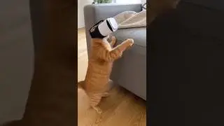 I PUT A VR HEADSET ON MY CAT! (GONE WRONG) 😱 part 2