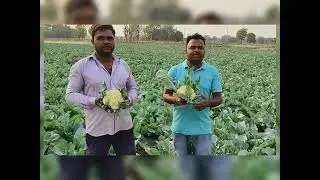 सिंजेंटा फूलगोभी 1522 जो कर देगी आपको मालामाल syngenta Cauliflower 1522 #syngenta #cauliflower