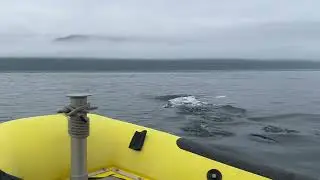 Dall’s porpoises having fun , Canada, Mount Waddington, August 2024
