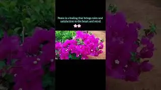 A pink flower symbol of grace and love.🌸💗😇#flowers #love #garden #life #sukoon #travel #nature
