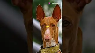 5 Amazing Facts About the Pharaoh Hound!