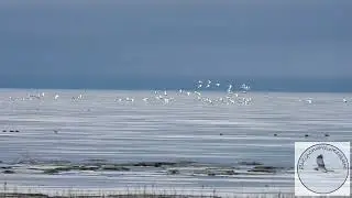 Flock of Trumpeter Swans come in to land at Roberts Bank in Delta BC 🇨🇦