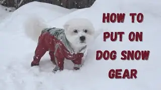 How to Put on Dog Snow Gear | With Nugget the Coton De Tulear