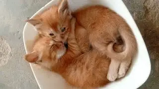 Cat videos for cats to watch | mother cat and kittens funny videos | cat funny video