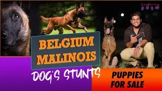 Belgium Malinois trained dog stunts and Skills | Malinois puppy for sale tamilnadu | Tamil review