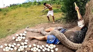 Terrified. Fierce Giant Python that lays 100 Eggs attacked a Young Man in the Cave