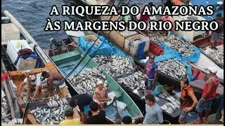 Passeio no Mercado de Peixe Manaus Amazonas – Feira da Pan Air e Manaus Moderna