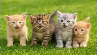 Kittens and Their Tiny Animal Friends: Puppies, Mini Cows & Cheeky Mice – Too Adorable to Handle!