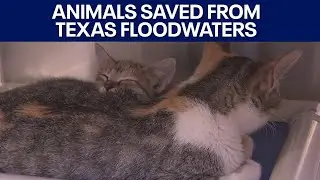 Texas floods: Animals saved from floodwaters by Austin Pets Alive! | FOX 7 Austin