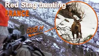 Red Stag Hunting in France // Chasse au Cerf en France // 2021