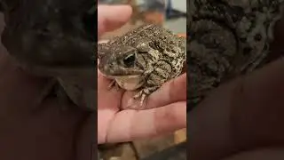 Toad #cute #cutetoad #toad #verycute