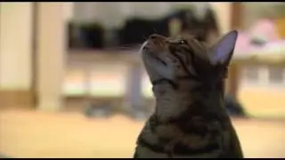 Aur&eacute;lie, &eacute;leveuse de chats Bengal