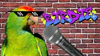 The Rapping Parrot