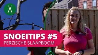 Hoe snoei je een Perzische slaapboom? | SnoeiTips #5